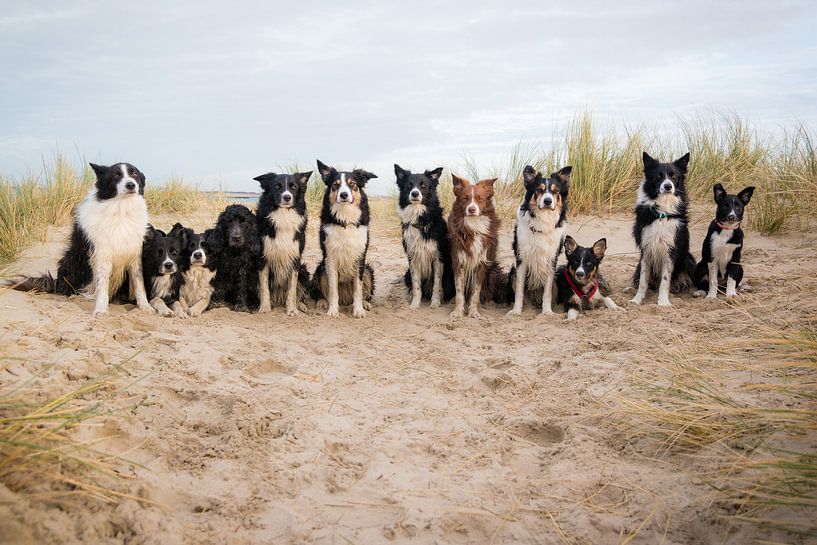 Group photo border collies in the dunes by Pieter Bezuijen
