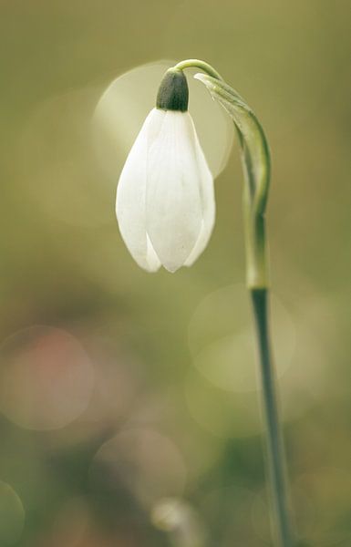 Snowdrop by caroline wijnmaalen