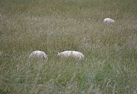 Schapen