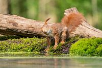 Red Squirrel
