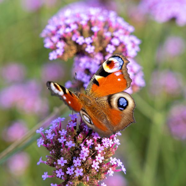 Mehrfarbiger Schmetterling (Tagpfauenauge) auf Blüte (Verbena bonariensis) von Lieven Tomme