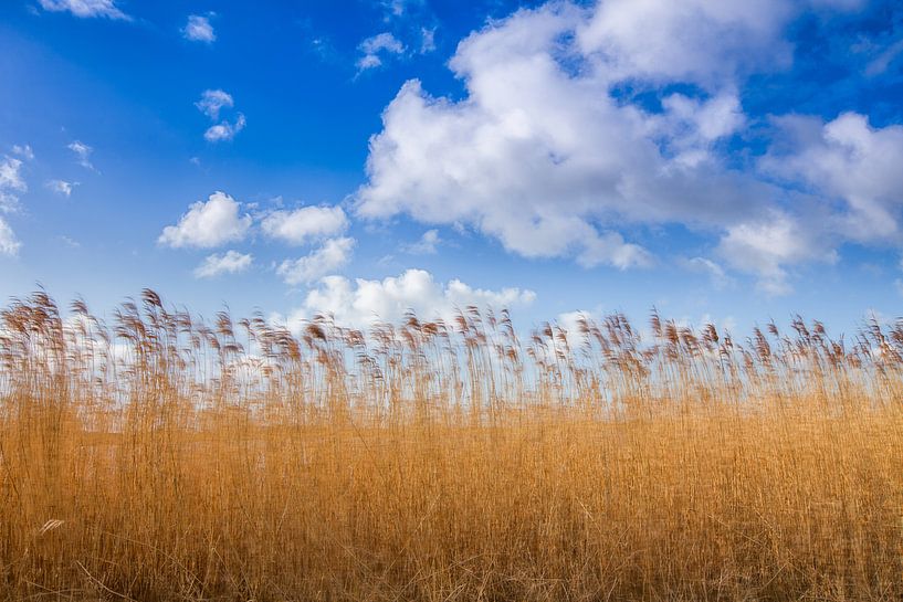 Golden yellow reed culms against a Dutch overcast sky. One2expose Wout Kok Photography.  by Wout Kok
