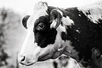 Portrait de vache en noir et blanc avec effet de peinture