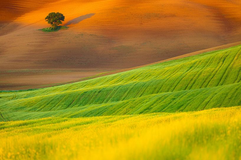 Landschaftsfoto eines einsamen Baumes in der hügeligen Landschaft von Bas Meelker