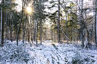 Forest in Drenthe on a winter's day with sunshine