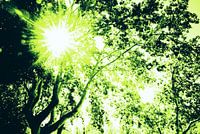 Sonnenstrahlen durch die grünen Blätter einer Platane.....