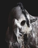 Equine Fine Art