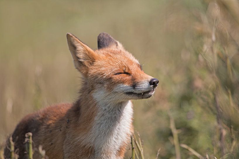 Fox Sniffing The Summer Air by Ingrid Leegte