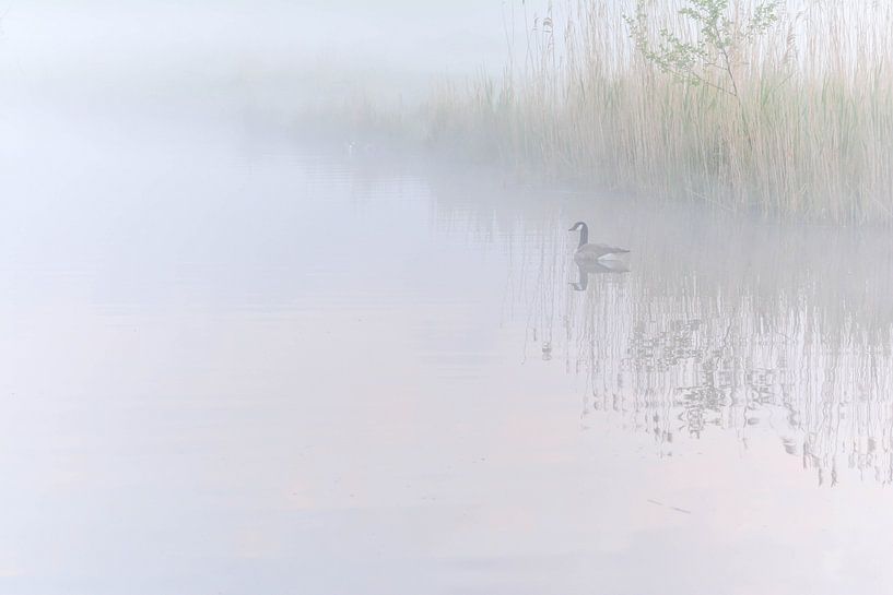 Moods by Carla Matthee