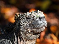 Galapagos-Marine Galapagos-Inseln