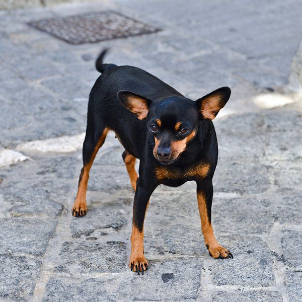 Chihuahua andalou à Cadix par Silva Wischeropp