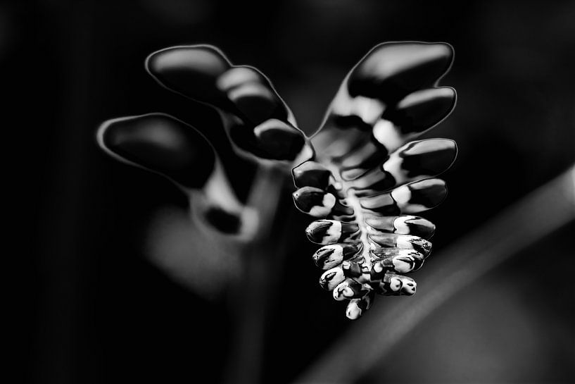 Monbretia flower buds in black and white by Nicc Koch