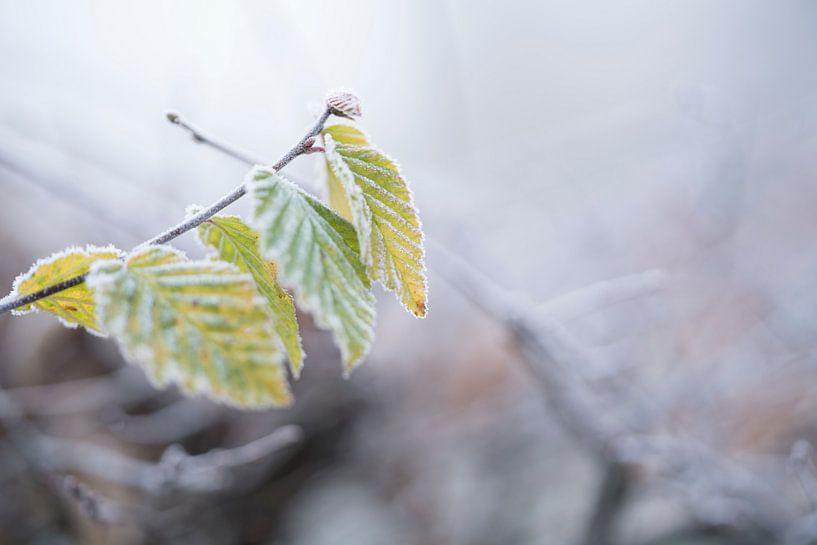 König Winter von Rik Verslype