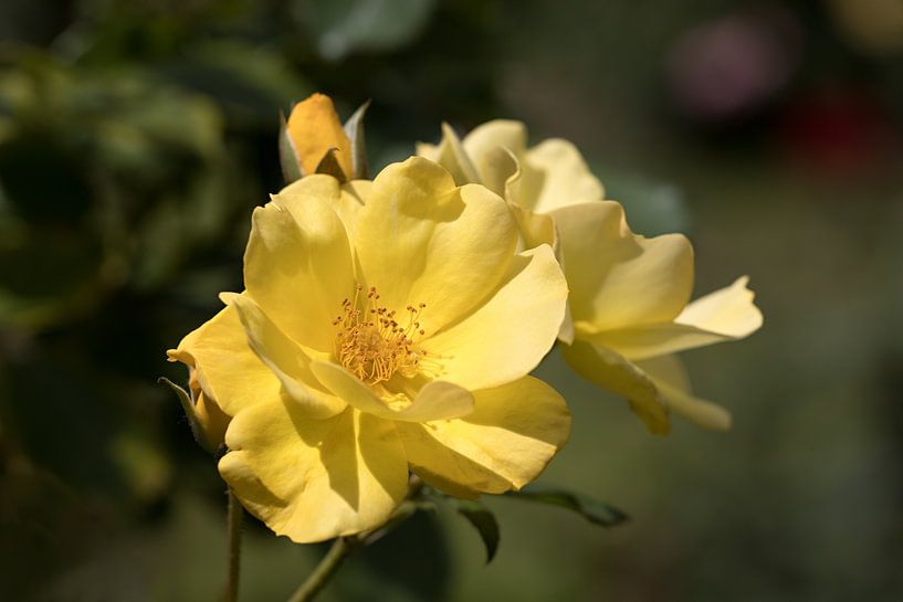 une rose jaune sur fond vert flou par W J Kok