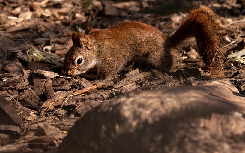 Series Squirrel by Lens_en_Dier/Vizier Fotografie