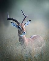Impala tussen het lange gras.