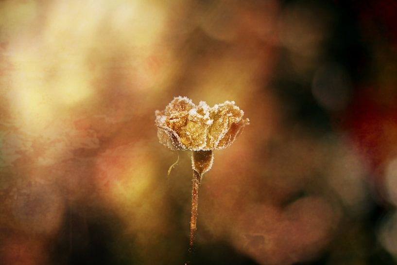 goldenes Licht im Winter von Ribbi