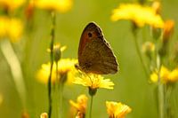 Bruin Zandoogje op een paardenbloem