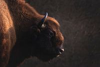 der Europäische Wisent