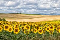 Paysage avec tournesols