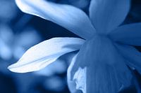 Blue Toned Abstract Floral Daffodil