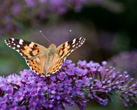 Prachtige vlinder op een bloem