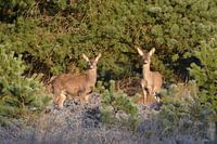 Edelherten op de Veluwezoom