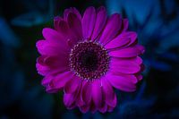 Gerbera