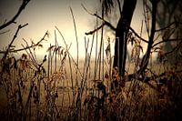 Reed, Riet bevroren.