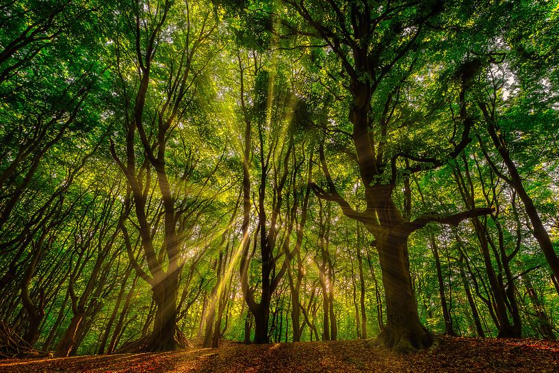 La forêt ancienne par Björn van den Berg