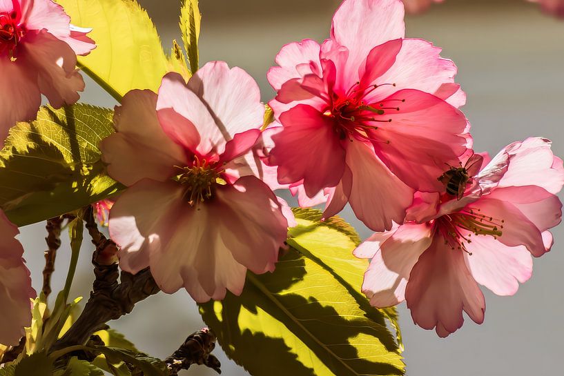 Orientalische Kunst Blumen von Egon Zitter