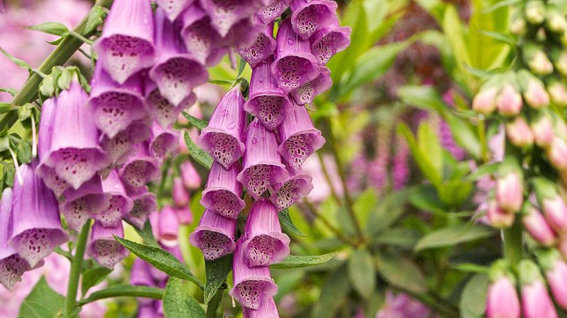 Fingerhut von Liv ter Riet