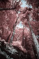 Infrarot-Wald in Müllerthal, Kleine Schweiz, Luxemburg aus einer einzigartigen Perspektive