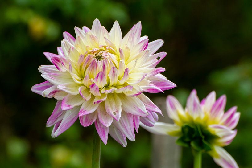 Bloemen by Jolanda van Eek en Ron de Jong