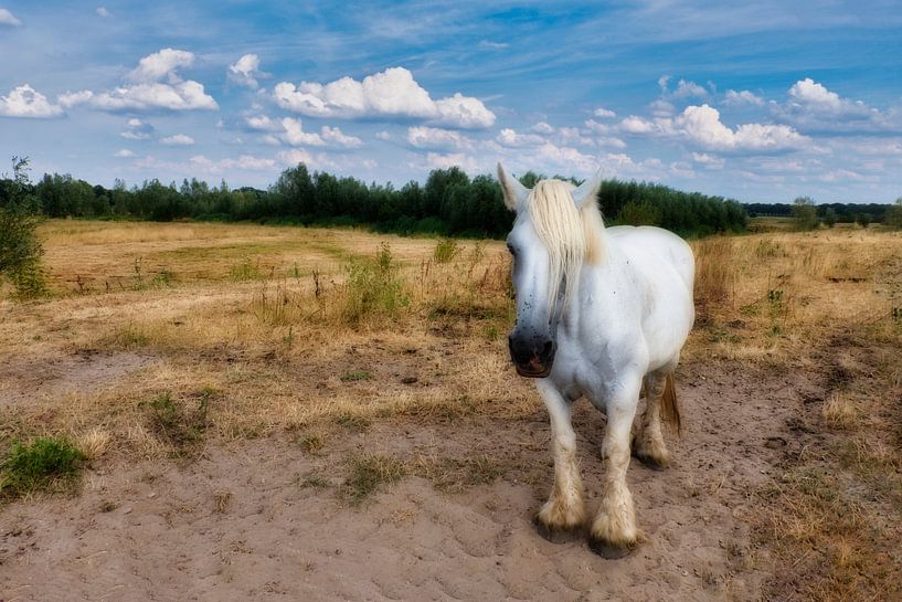 droompaard van jan van de ven