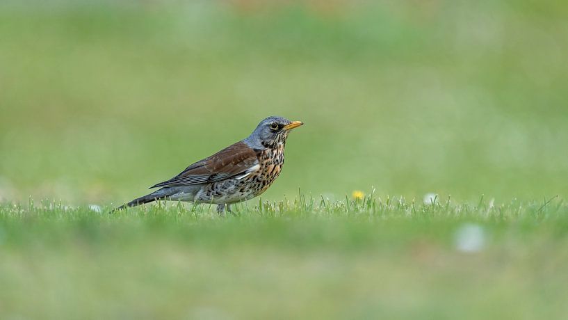 Auf Augenhöhe mit der Wacholderdrossel von Uwe Ulrich Grün