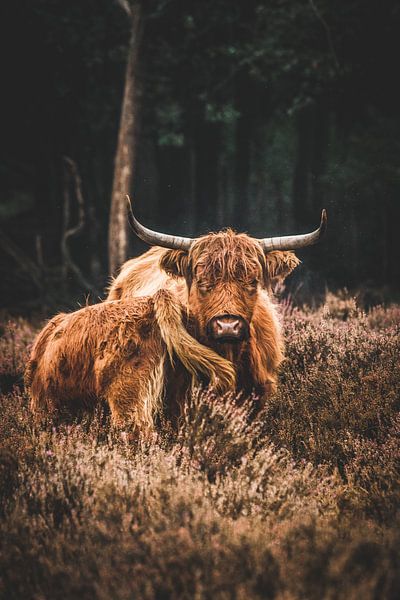 Scottish Highlander with young in the Deelerwoud on the Veluwe by Expeditie Aardbol