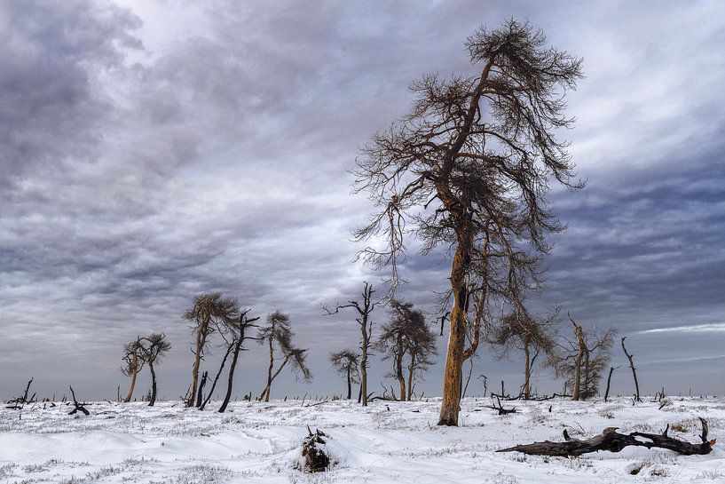 Abgebrannter Wald von Peter Poppe