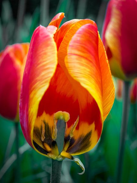 Inside a tulip by Victor Droogh