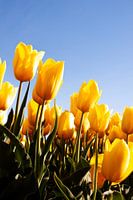 Yellow tulips from the polder