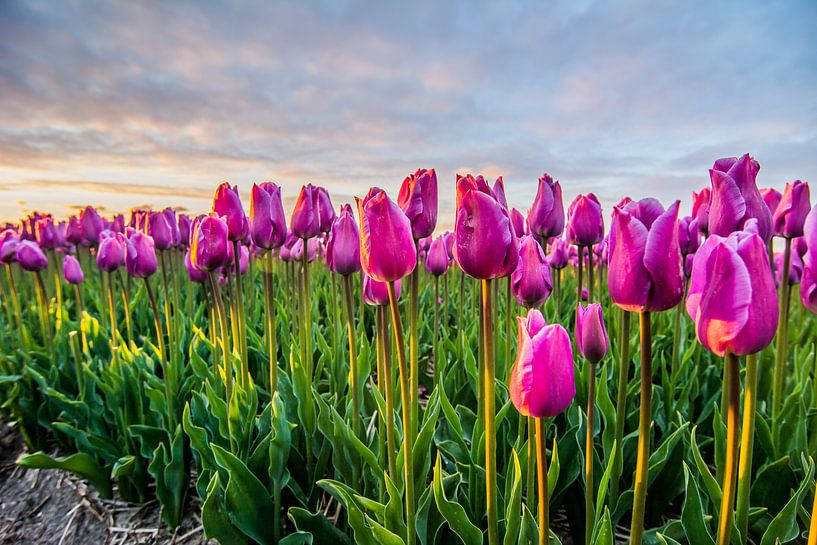 ondergaande zon boven de tulpenvelden 02 par Arjen Schippers