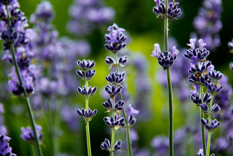 Lavendelduft von Ostsee Bilder