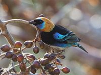 Lila Maskentangare im Dschungel von Guatemala