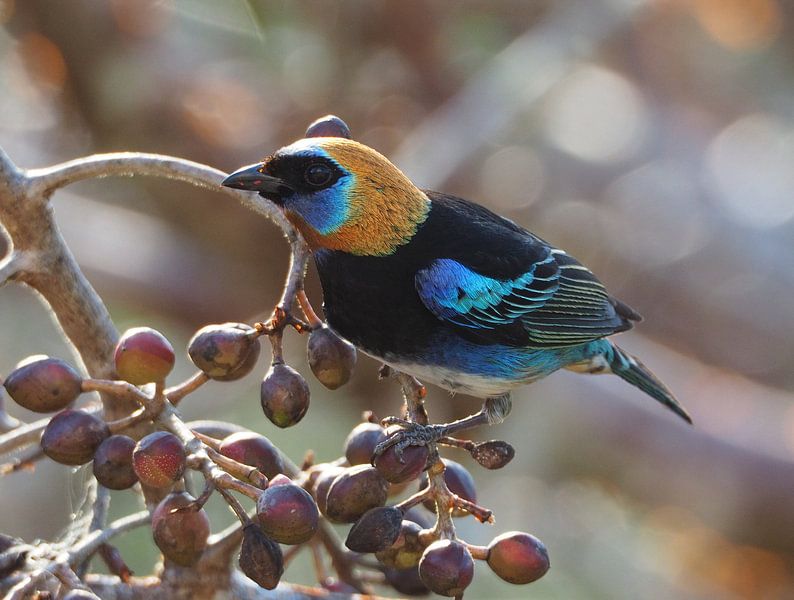 Lila Maskentangare im Dschungel von Guatemala von Ryan FKJ