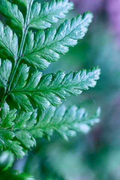 Macro photo of Fern plant, botanical art by Karijn | Fine art Natuur en Reis Fotografie
