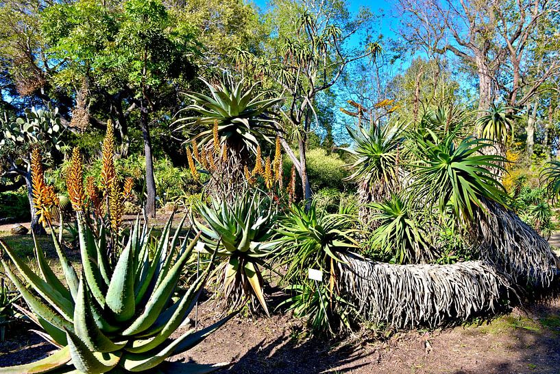 Des cactus à couper le souffle dans le jardin botanique de Palerme par Silva Wischeropp