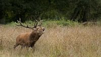 Red deer De Mortelen