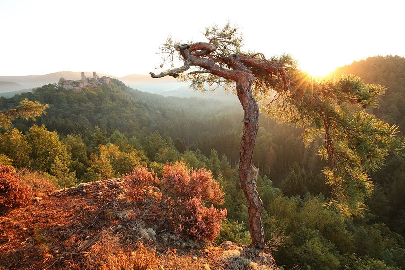 On the oat rock in the Palatinate Forest near Dahn by Jiri Viehmann