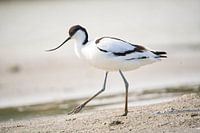 Grèbe castagneux en mouvement