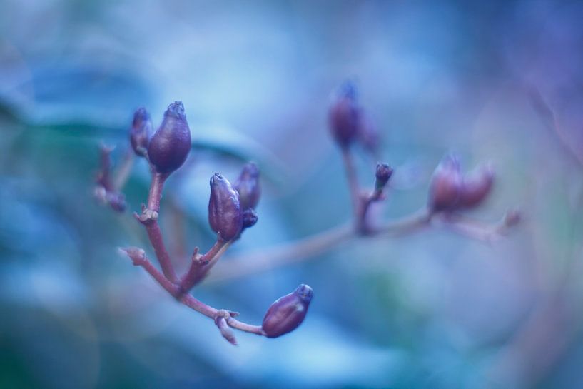 Feelin' Blue von LHJB Photography